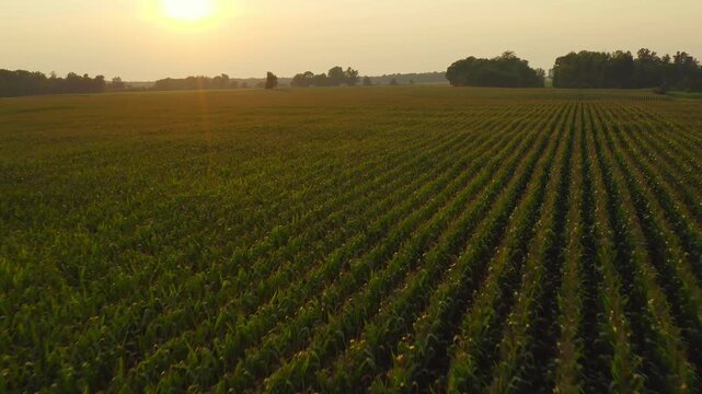 Flying over never ending rows of corn above a farmer s crop