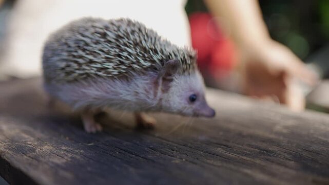 the little porcupine