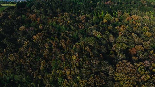 drone su gli alberi autunnali 