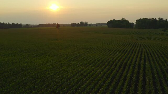 Flying over rows of corn heading towards the setting sun