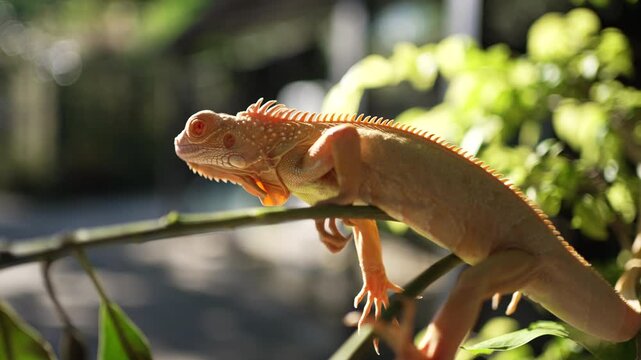 Close up of Iguana stay on the tree and open the eyes 
