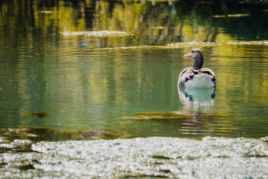 Gans auf gr&uuml;n schimmerndem Wasser mit Spiegelung