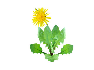 Taraxacum officinale or dandelion plant with flower isolated on a white background © mdamir
