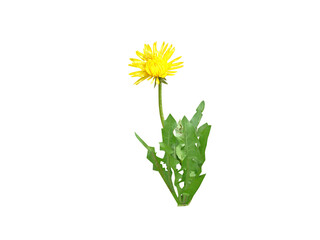 Taraxacum officinale or dandelion plant with flower isolated on a white background © mdamir
