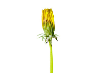 Taraxacum officinale or dandelion plant flower buds isolated on a white background © mdamir
