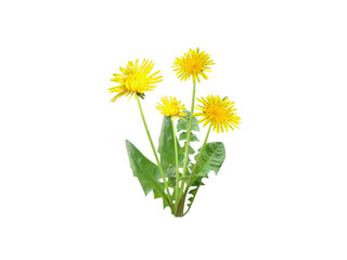 Taraxacum officinale or dandelion plant with flower isolated on a white background © mdamir