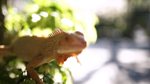 Close up of Iguana stay on the tree and open the eyes 