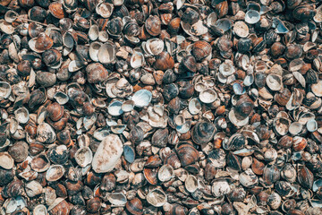 Dense layer of thousands of small, brown and white clam shells washed up on a shore. © Bits and Splits