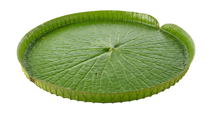 Giant victoria water lily pad isolated on white isolated on transparent background © PNG Studio 99
