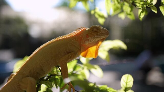 Close up of Iguana stay on the tree and open the eyes 