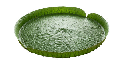 Giant victoria water lily pad isolated on white isolated on transparent background © PNG Studio 99