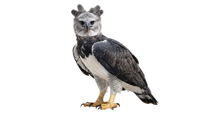 Fototapeta premium Harpy eagle standing proudly with detailed isolated on transparent background
