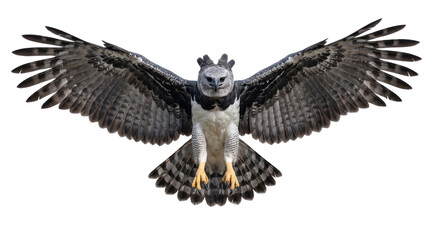 Fototapeta premium Harpy eagle with wings spread wide against black isolated on transparent background