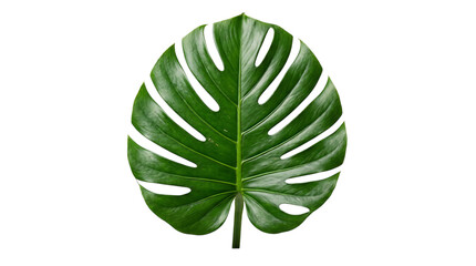 Large green monstera leaf with natural texture on isolated on transparent background © PNG Studio 99