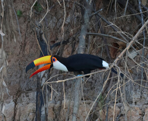 Toco toucan perched on gray branches along the riverbank © Kimberly