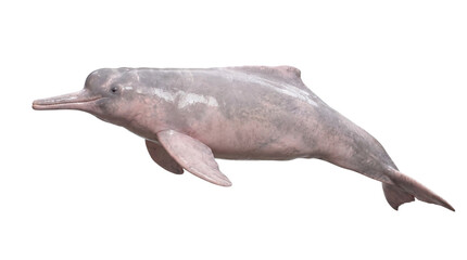 Pink river dolphin swimming with fins extended isolated on transparent background © PNG Studio 99