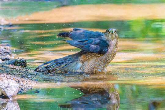 Cooper's Hawk (Accipiter cooperii) in a Quiet Moment, Relaxing in the Creek Taking a Refreshing Dip

Keywords language: English

Keywords: cooper's hawk, accipiter cooperii, hawk, wildlife, raptor, na