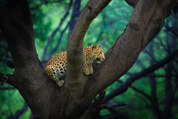 An Indian Leopard rests gracefully among the branches of a tree in Jhalana, Rajasthan, its spotted coat contrasting beautifully with the dark trunk and lush green forest surroundings. © Rohit Beniwal