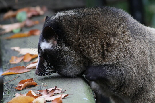 Masked Palm Civet on a wooden bench with autumn leaves and copy space