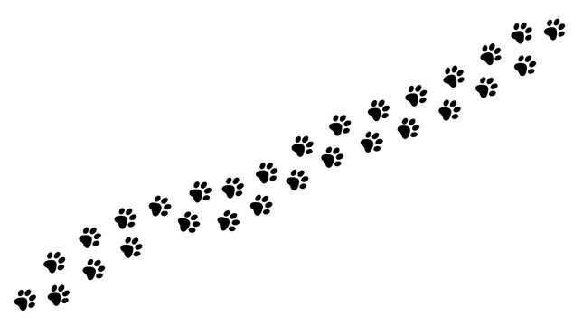 Paw prints trail black animal tracks walking pathway path direction vector design element on white