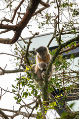 Wild capuchin monkey moving through the tree branches in Brazil    © Marco Olivetti