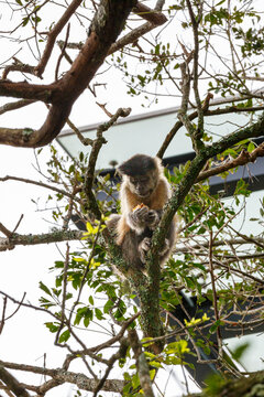 Wild capuchin monkey moving through the tree branches in Brazil   