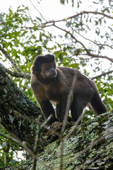 Wild capuchin monkey perched on a tree branch in the tropical rainforest of Brazil    © Marco Olivetti