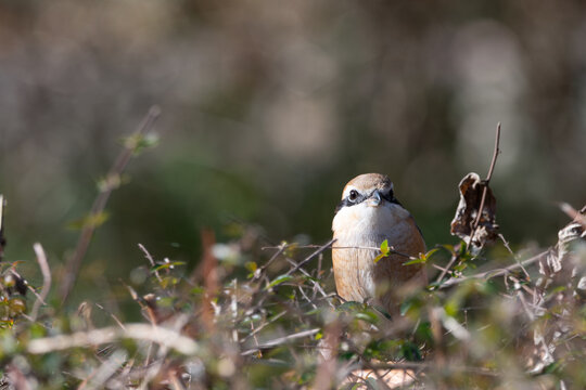 Close up of a bull headed shrike bird perched in green bushes during spring in Japan
