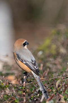 Bull headed shrike bird perched on bush branch looking back in natural background in spring Japan