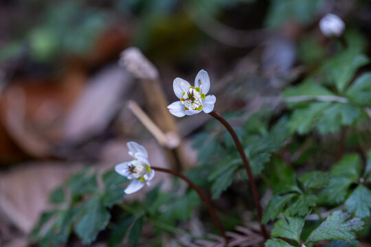 Close up of small white Coptis quinquefolia flowers blooming on mountain forest floor in spring