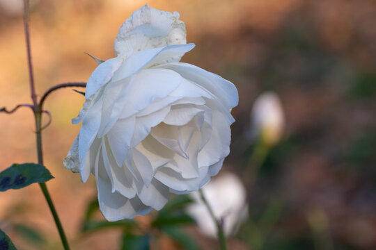 Close up of single white rose flower blooming gracefully in soft sunlight with warm blurred background
