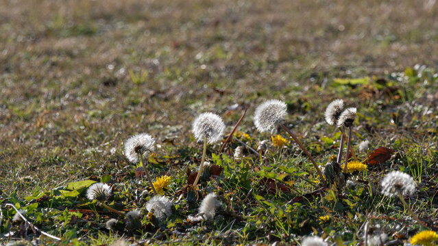 Dandelion seed heads and yellow flowers blooming in green grass under spring sunlight