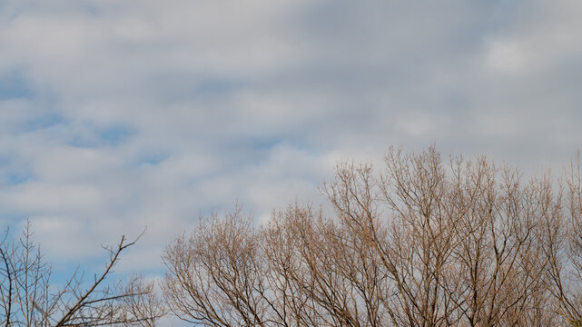 Bare winter tree branches with buds under cloudy blue sky in serene Japanese winter nature landscape