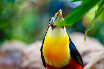 Colorful toucan bird surrounded by lush tropical nature in Brazil    © Marco Olivetti