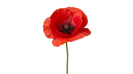 Fototapeta premium Close-up of a single red poppy flower with isolated on transparent background