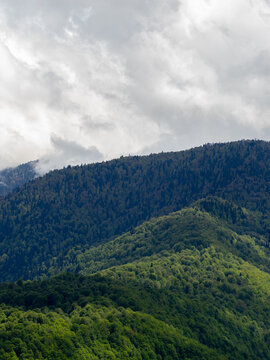 Fresh green hills covered with deciduous forest under white clouds, clean nature in spring