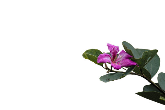 Blooming purple Bauhinia flower branch with green leaves isolated on transparent background png cut out