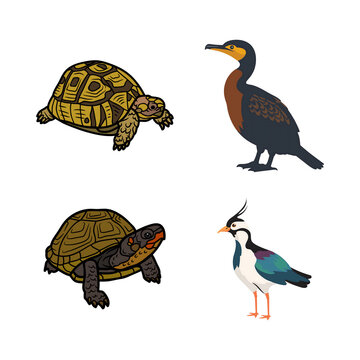 Illustration of two turtles and two birds on a white background