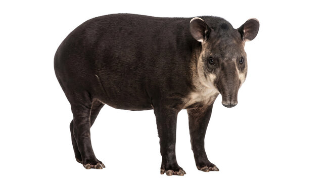 South american tapir standing on white isolated on transparent background
