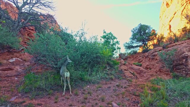 Early morning sunlight illuminates a solitary mule deer foraging near towering red rock formations at Garden of the Gods