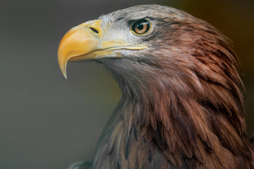Obraz premium White-tailed eagle in close-up, wildlife conservation and bird protection concept
