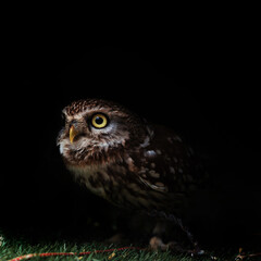 Obraz premium Little owl looking up in darkness, small bird with yellow eyes on black background, square