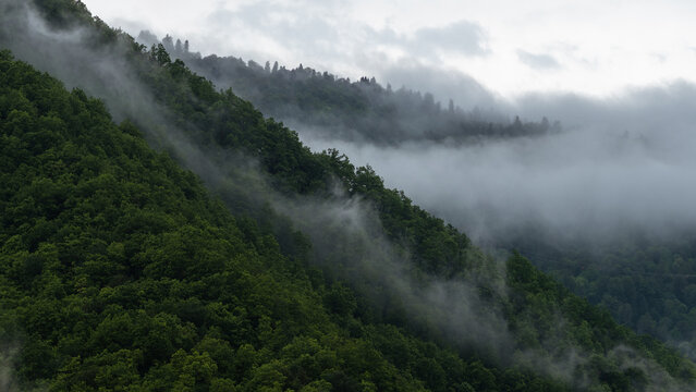 Fog drifting along forested mountainside, mystical atmospheric scene of green woodland