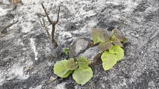New green sapling growth from charred soil covered in white ash
