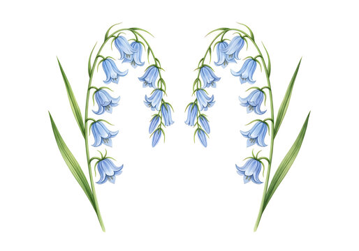 Bluebell flowers hanging on green stems illustration