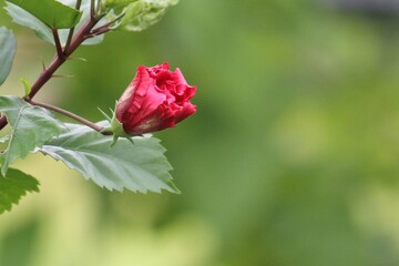 Obraz premium Beautiful Red Rose Blooming in a Lush Green Garden, Vibrant Flower with Delicate Petals and Fresh Leaves, Romantic Floral Nature Background for Love and Valentine Concepts