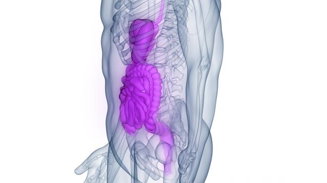 Human Digestive System Anatomy Animation Concept