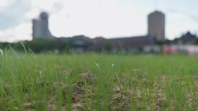 Hydroseeding Results After 2 Weeks &ndash; New Grass Growth and Lawn Establishment