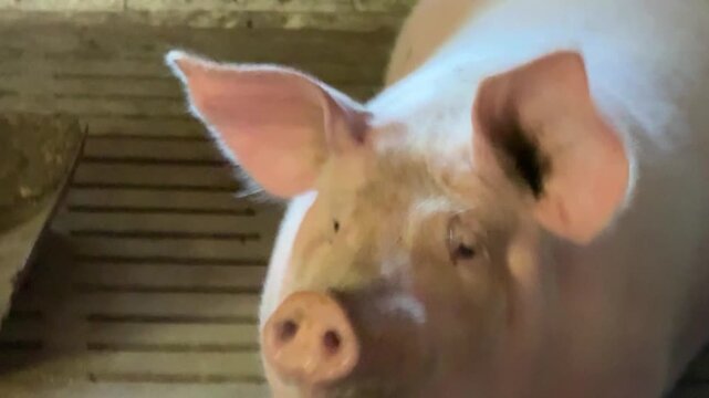 Big grunting pig hog on a farm, video with sound.