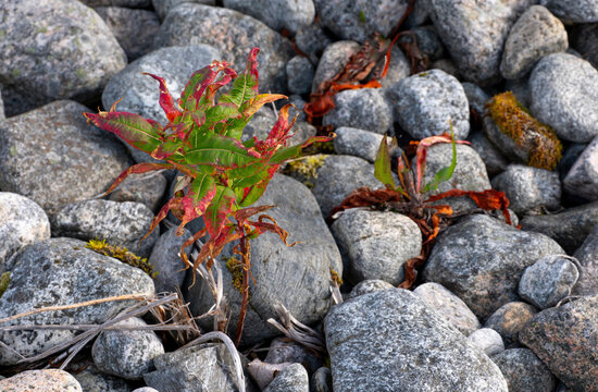 Colorful wild plant growing between rounded stones in autumn